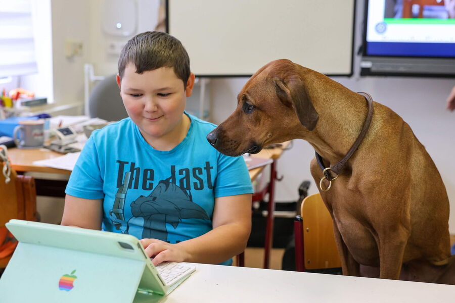 Ein Junge sitzt an einem Tisch und arbeitet mit einem Laptop, während ein Therapiebegleithund neugierig zuschaut.