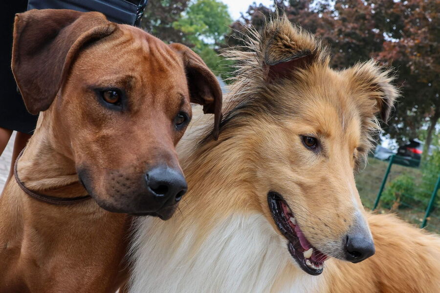 Zwei freundliche Hunde, ein Therapiebegleithund und ein Schulhund, stehen eng beieinander und genießen die Aufmerksamkeit.
