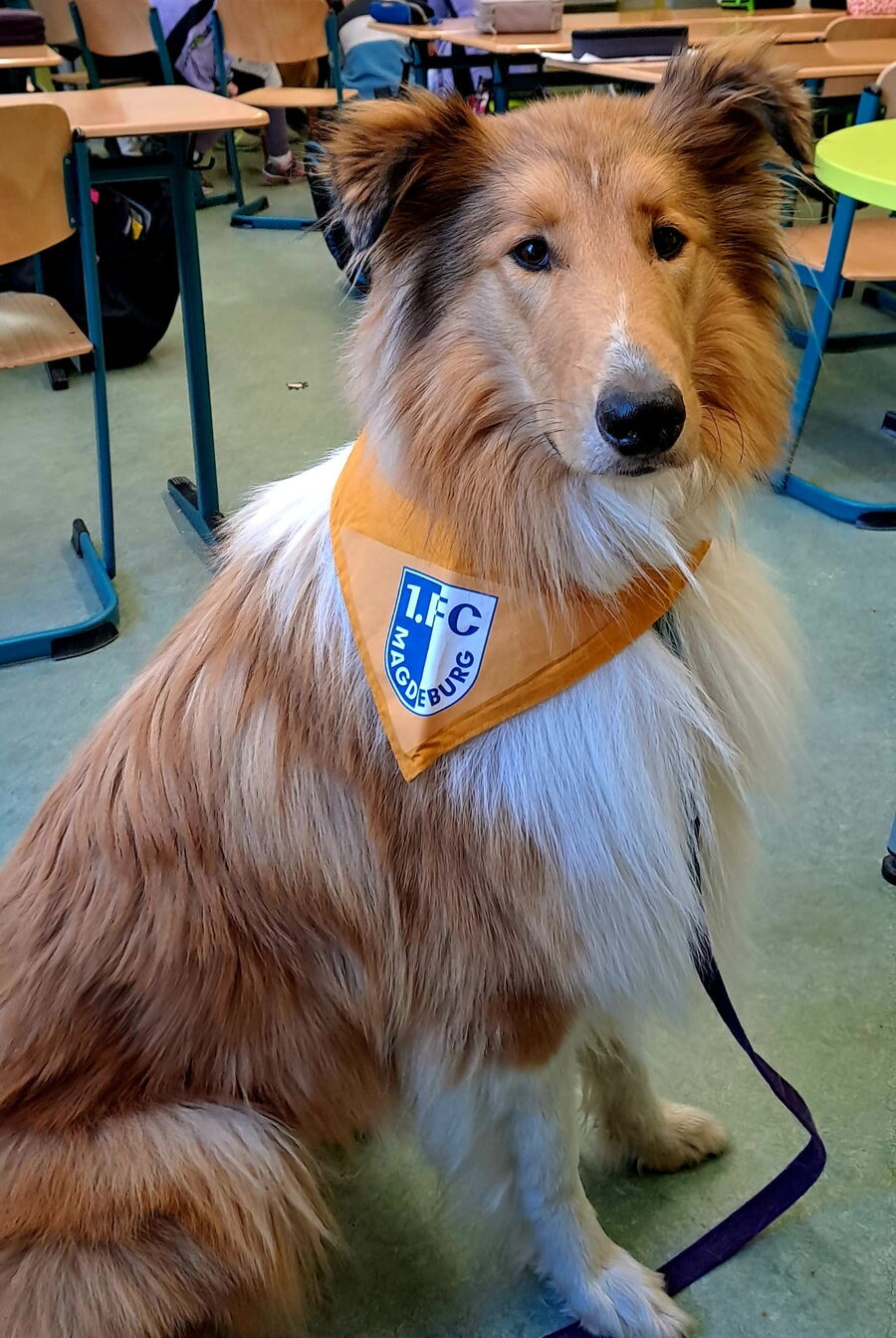 Ein Therapiebegleithund sitzt in einem Klassenzimmer und wartet darauf, Schüler bei ihrer Ausbildung zu unterstützen.
