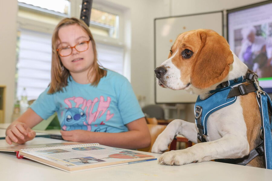 Ein Beagle sitzt neben einem Mädchen, während sie gemeinsam an einem Buch arbeiten, ideal für die Ausbildung von Schulhunden.